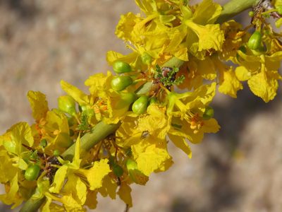 Parkinsonia praecox, photographed by Nicolas Olejnik