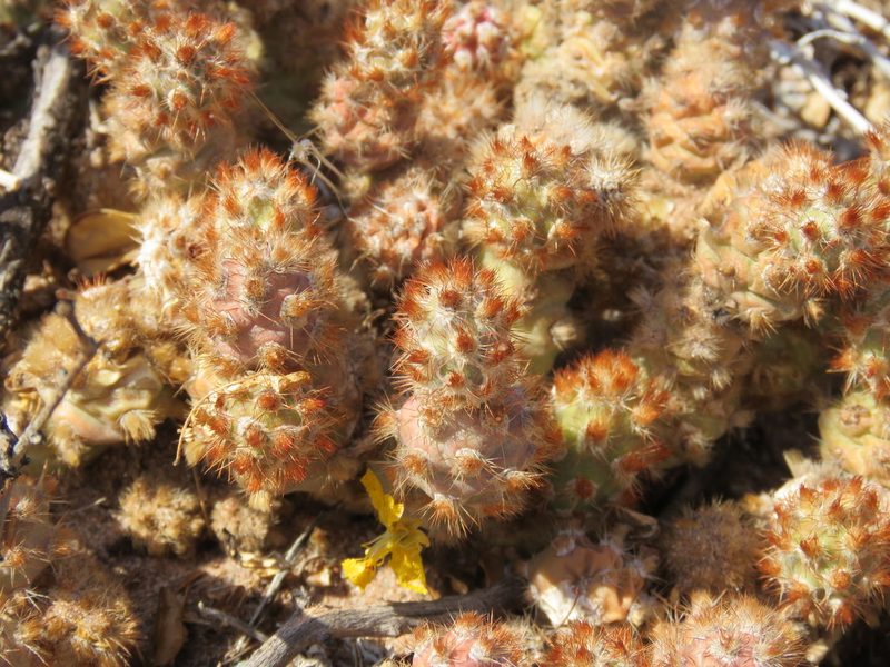 Tephrocactus molinensis, photographed by Nicolas Olejnik