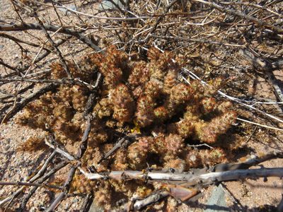 Tephrocactus molinensis, photographed by Nicolas Olejnik