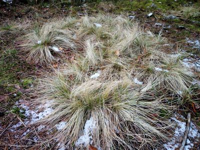 Nardus stricta, photographed by Vladimír Fuka