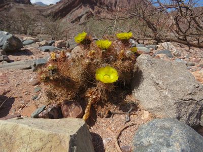 Tephrocactus weberi, photographed by Nicolas Olejnik