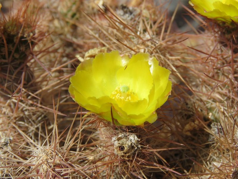 Tephrocactus weberi, photographed by Nicolas Olejnik