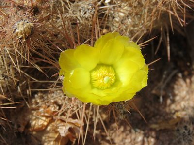 Tephrocactus weberi, photographed by Nicolas Olejnik