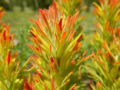 Castilleja covilleana, photographed by Matt Lavin