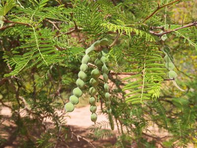 Vachellia aroma, photographed by Nicolas Olejnik