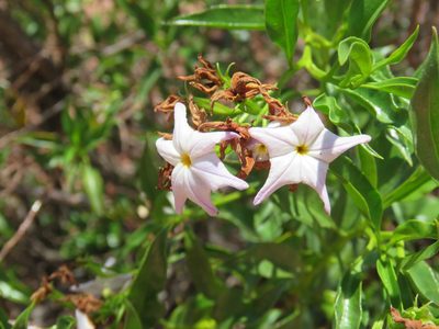 Ixorhea tschudiana, photographed by Nicolas Olejnik