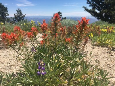 Castilleja covilleana, photographed by Matt Lavin