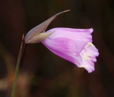 Gladiolus bullatus, photographed by Tony Rebelo