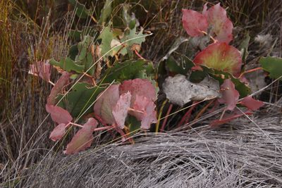 Protea cordata, photographed by Tony Rebelo