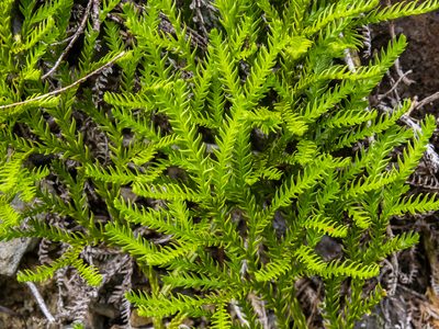 Diphasium scariosum, photographed by Cara-Lisa Schloots