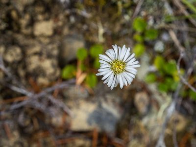 Lagenophora pumila, photographed by Cara-Lisa Schloots