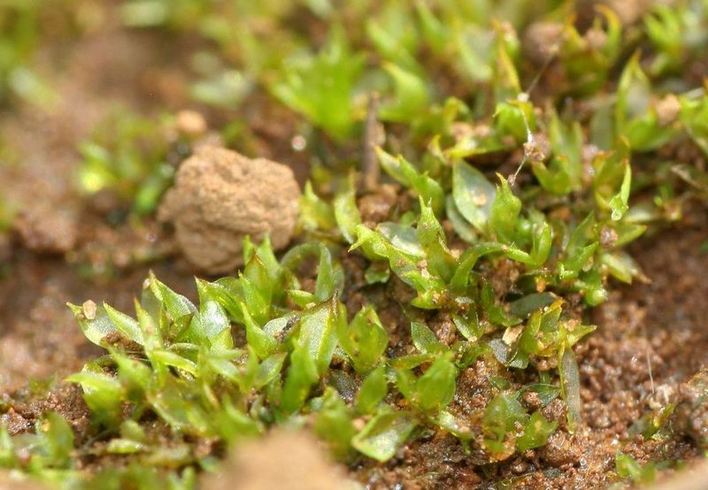 Chenia leptophylla, photographed by Alan Manson