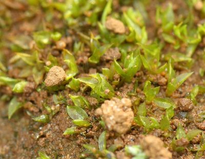 Chenia leptophylla, photographed by Alan Manson