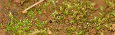Chenia leptophylla, photographed by Alan Manson