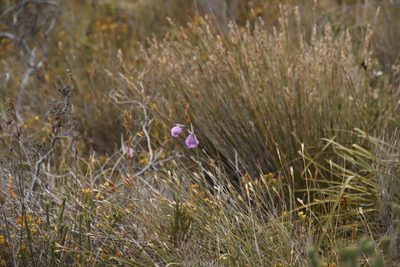 Gladiolus bullatus, photographed by Tony Rebelo