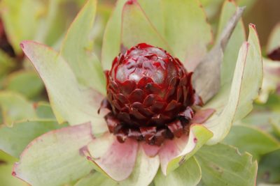 Leucadendron tinctum, photographed by Tony Rebelo