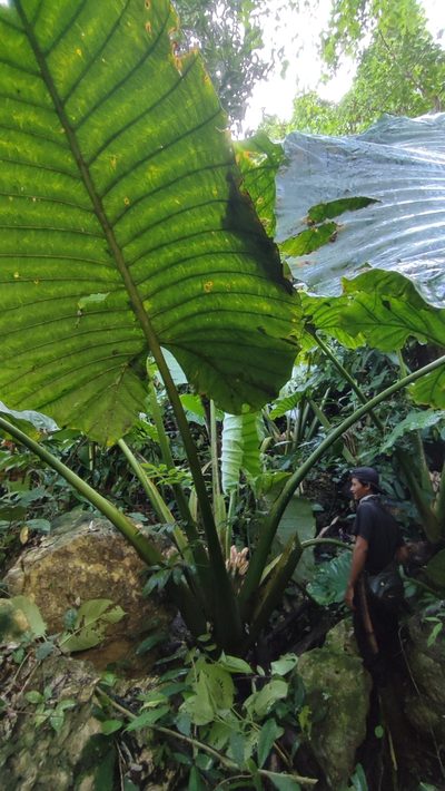 Alocasia robusta, photographed by ꦥꦤ꧀ꦗꦶꦒꦸꦱ꧀ꦠꦶꦄꦏ꧀ꦧꦂ