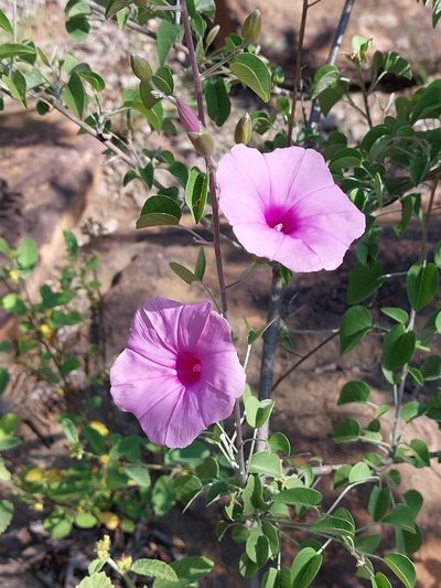 Ipomoea holubii, photographed by Manuel R Popp