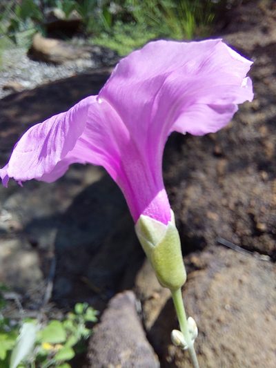 Ipomoea holubii, photographed by Manuel R Popp
