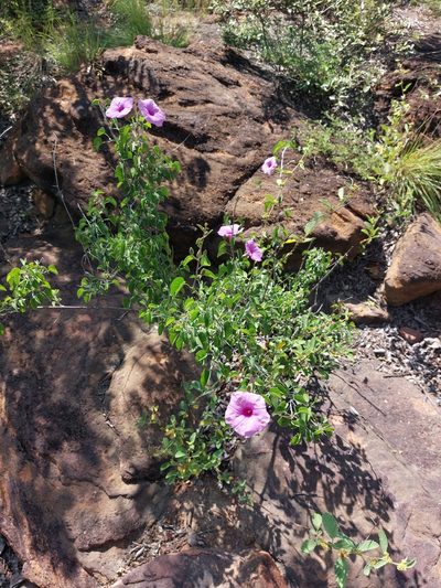 Ipomoea holubii, photographed by Manuel R Popp