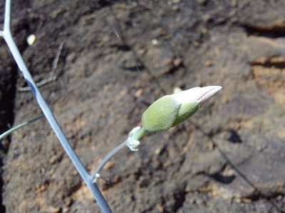Ipomoea holubii, photographed by Manuel R Popp