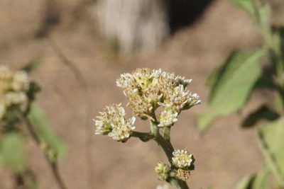 Verbesina microptera, photographed by Center for Urban Ecology