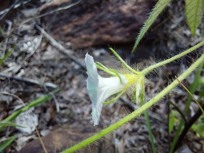 Ipomoea magnusiana, photographed by Manuel R Popp