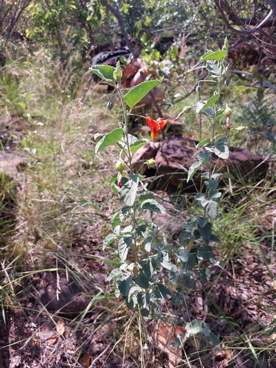 Hibiscus waterbergensis, photographed by Manuel R Popp