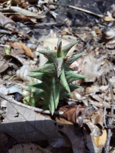 Orbea carnosa, photographed by Manuel R Popp