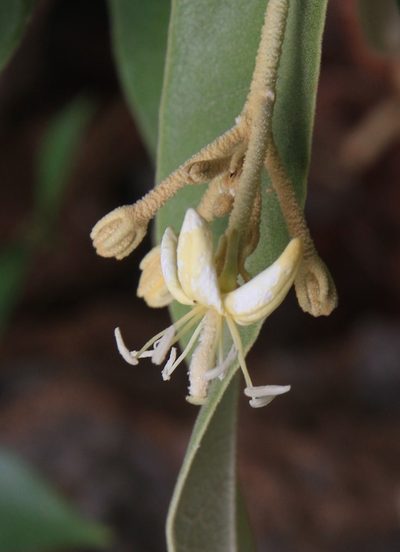 Morisonia ferruginea, photographed by Brian Oakes Haiti Hunter