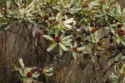 Leucadendron tinctum, photographed by Tony Rebelo