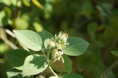 Croton ciliatoglandulifer, photographed by Center for Urban Ecology