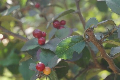 Xylosma flexuosa, photographed by Center for Urban Ecology