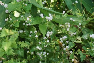 Fleischmannia incarnata, photographed by Center for Urban Ecology