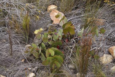 Protea cordata, photographed by Tony Rebelo
