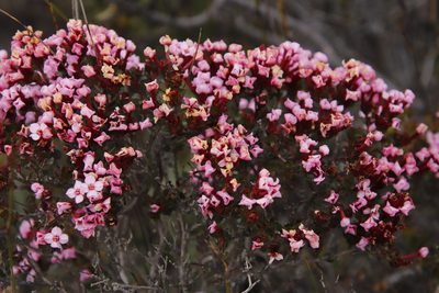 Penaea acuta, photographed by Tony Rebelo