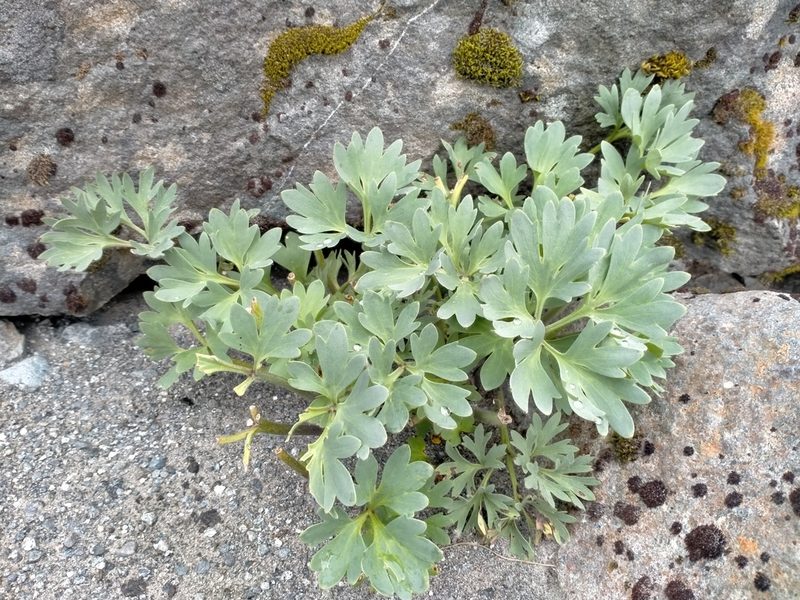 Ranunculus buchananii, photographed by John Barkla