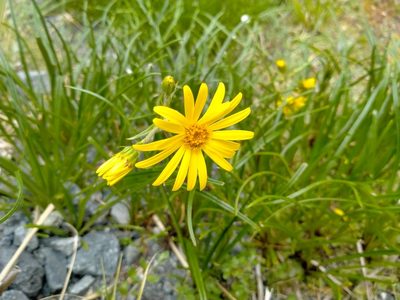 Dolichoglottis lyallii, photographed by John Barkla