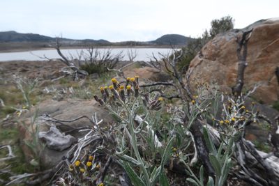 Senecio gunnii, photographed by Cowirrie