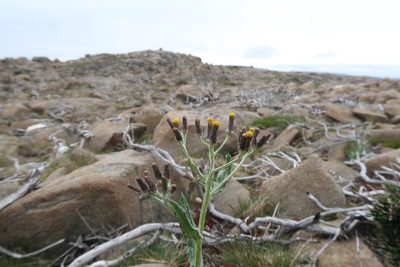 Senecio gunnii, photographed by Cowirrie