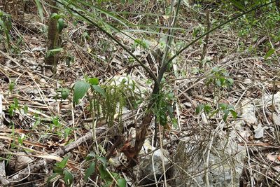 Chamaedorea glaucifolia, photographed by Neptalí Ramírez Marcial