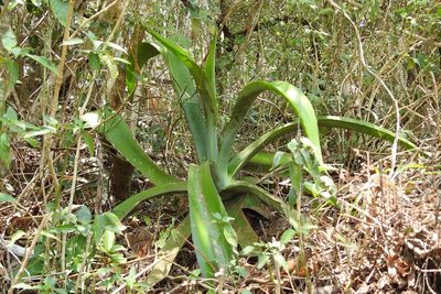 Agave kewensis, photographed by Neptalí Ramírez Marcial