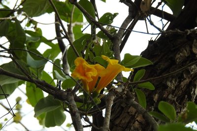 Anemopaegma chrysanthum, photographed by Neptalí Ramírez Marcial