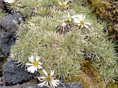 Celmisia sessiliflora, photographed by John Barkla