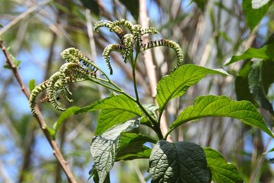 Tournefortia glabra, photographed by Neptalí Ramírez Marcial