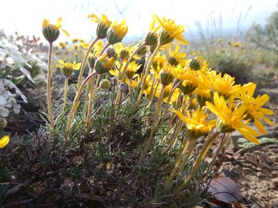 Nestotus stenophyllus, photographed by Matt Lavin