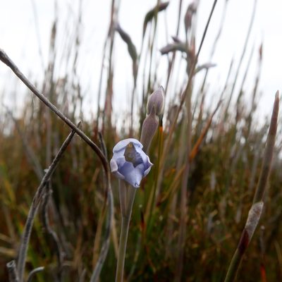 Thelymitra cyanea, photographed by Cowirrie