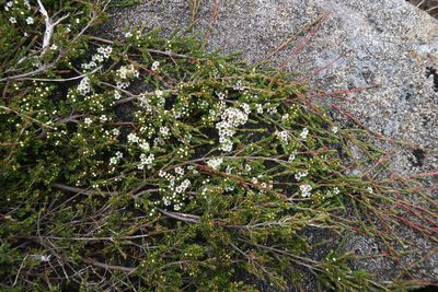 Baeckea gunniana, photographed by Cowirrie