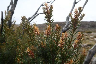 Orites revolutus, photographed by Cowirrie