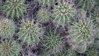 Echinopsis oxygona, photographed by Shaun Swanepoel